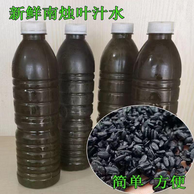 D正品宜兴特产野生新鲜乌树叶汁乌饭草溧阳南烛叶乌饭叶汁乌米水