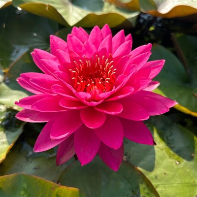 进口名贵精品耐寒睡莲山梅带花苞发货根茎苗玫红色多瓣盆缸栽鱼池