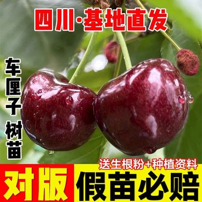 正宗超甜车厘子大樱桃树苗