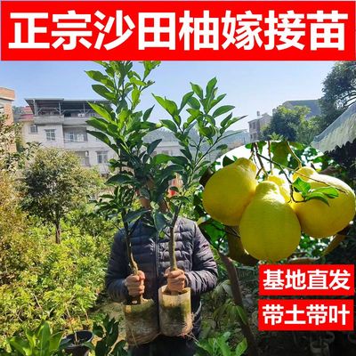 柚子树苗正宗容县沙田三红