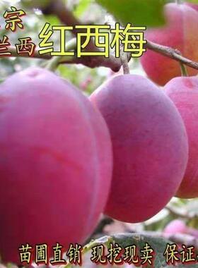 法兰西红西梅新品种李子树苗果树苗脆甜盆栽地栽果树苗南北方种植