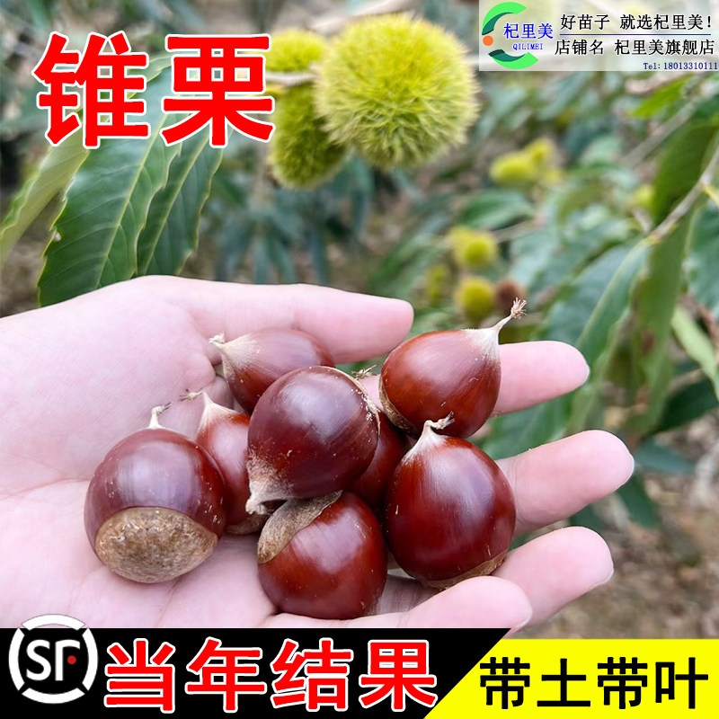 建瓯锥栗苗嫁接板小子活南