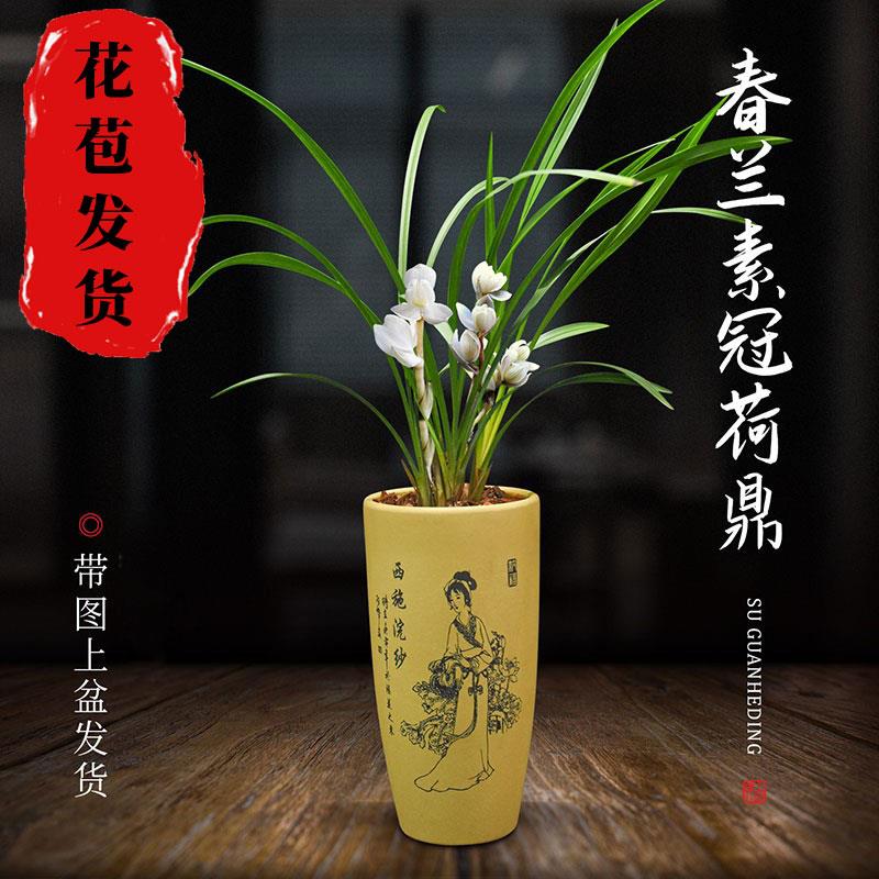 兰花盆栽植物室内春兰素冠荷鼎带花苞浓香庭院阳台客厅名贵兰花苗