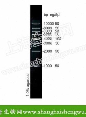 DL1000 50T 250ul DNA Marker DNA分子量标准 R04040 核酸电泳