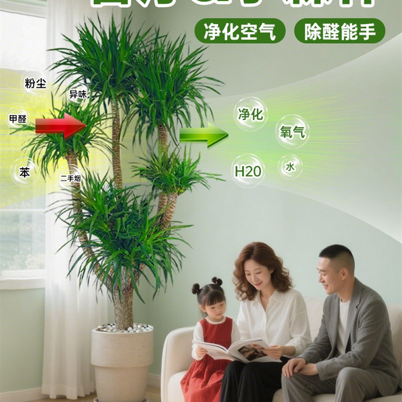 龙血树客厅绿植室内大型植物多头高级感高端大气上档次盆栽好养活