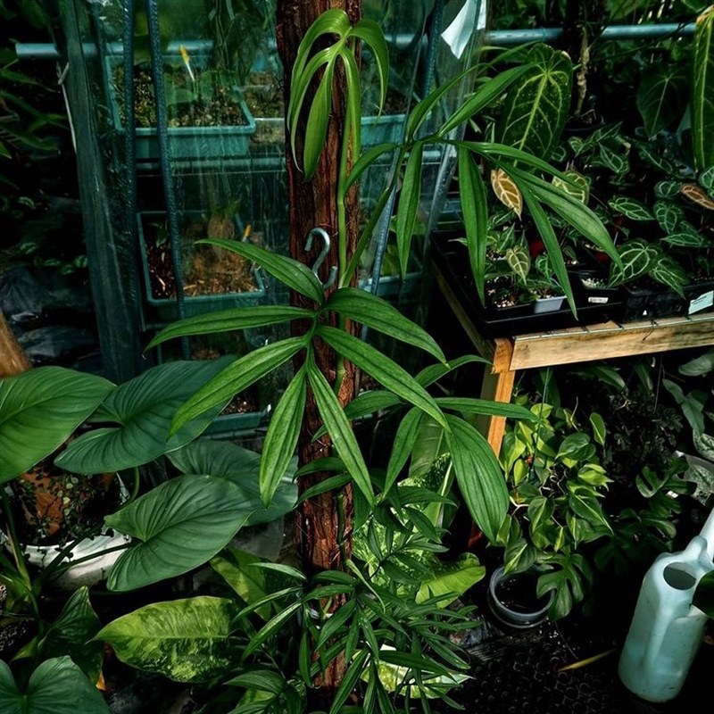 边境之光/ 营养土 通用土 白锦龟背竹土 蔓绿绒土 花烛土 海芋土