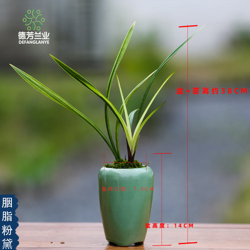 兰花苗四季建兰胭脂粉黛带瓷盆种好好养室内阳台客厅花卉绿植盆栽