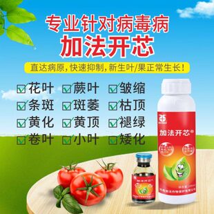 加法开芯抗病毒病专用药辣椒番茄草莓百香果西葫芦花叶鸡爪叶黄化