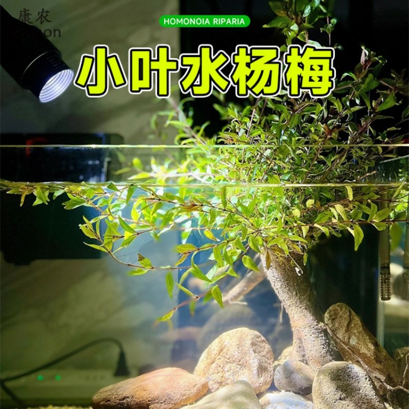 水杨梅鱼缸造景水杨梅植物水培小叶水陆缸溪流缸和鱼共养水杨梅树