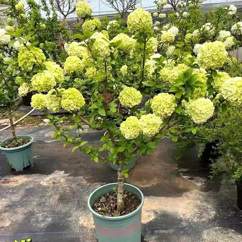 中华木绣球花树苗老桩麻叶绣球树庭院花园四季风景树室外耐寒植物