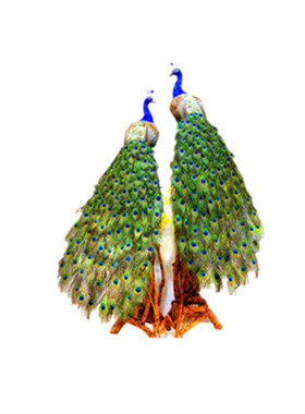 羽毛手工仿真孔雀摆件开屏孔雀标本家居客厅田园林橱窗落地装饰品