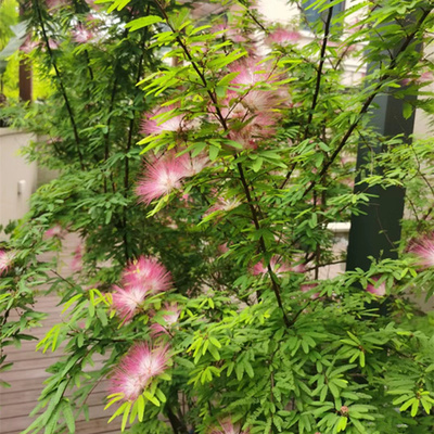 香水合欢花木本花卉多年生庭院花园花镜植物细叶粉扑耐热耐寒树苗