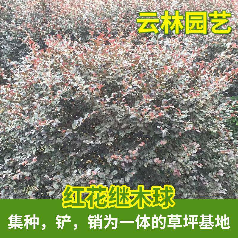 1米～2米的优良红花继木球绿化工程灌木球基地供应