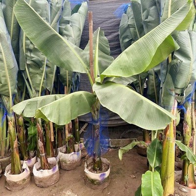 芭蕉树苗盆栽适合耐寒暴晒植物工程绿化绿植大型庭院花园观叶盆景