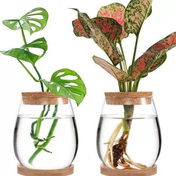 创意懒人玻璃花瓶透明插花摆件带盖子带竹拖水培植物瓶绿萝生态瓶,鲜花速递/花卉仿真/绿植园艺,花瓶,淘宝优惠券,粉丝福利购,淘宝优惠卷