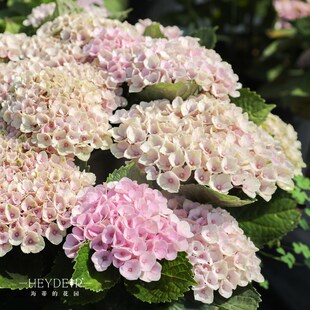 海蒂 魔幻革命紧凑大花绣球花可调色阳台庭院盆栽花卉植物 花园