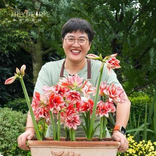 海蒂的花园南非朱顶红阿弗雷进口种球鬼魅滑稽演员花卉植物室内