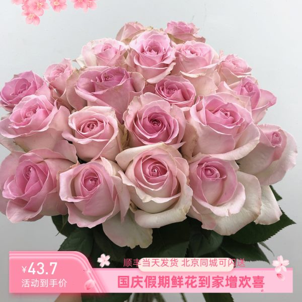 桃红雪山玫瑰水养家庭办公室生活插花情人节生日爱情礼物鲜花速递
