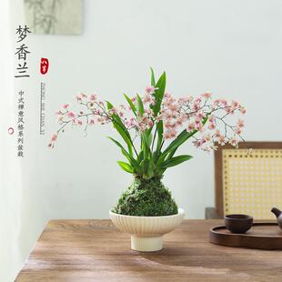 浓香水梦香兰跳舞文心兰盆栽带花苞客厅办公室内桌面年宵花卉绿植
