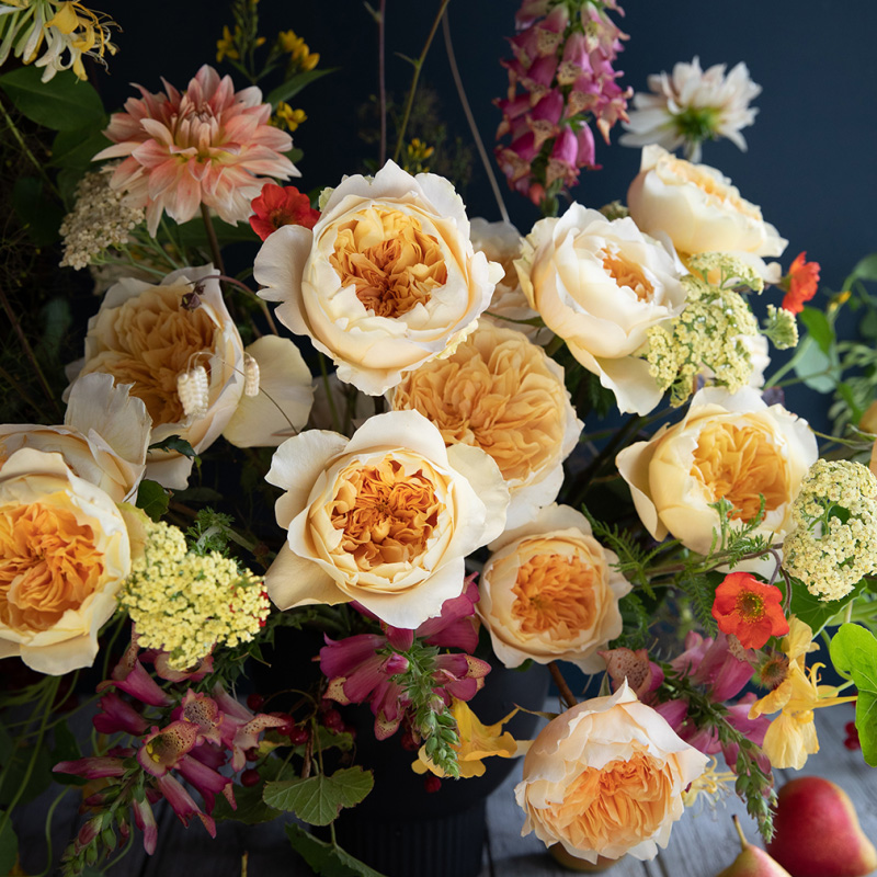 种花王大爷 月季花苗盆栽玫瑰阳台庭院四季花卉植物果汁阳台蓝色