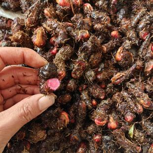 现挖新生贵州地马蜂草药紫参草血竭拳参一口血地蜂子马蜂