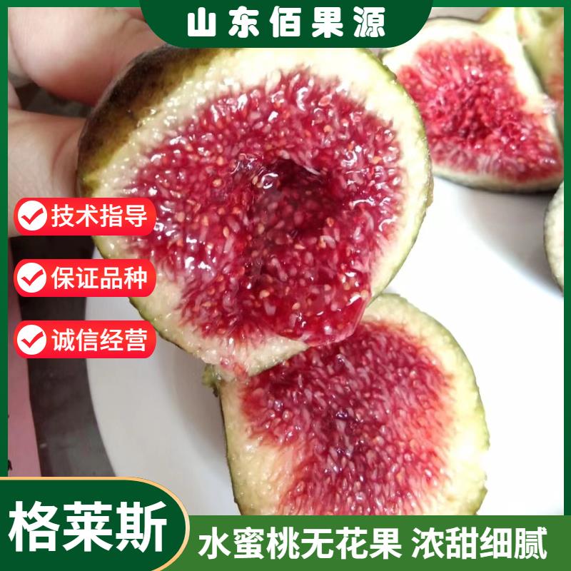 格莱斯无花果苗特大糖心水