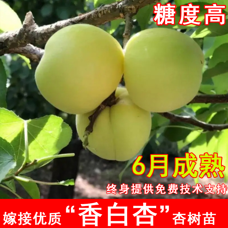 嫁接香白杏树苗河北大香杏大白杏苗耐寒北方南方庭院种植当年结果