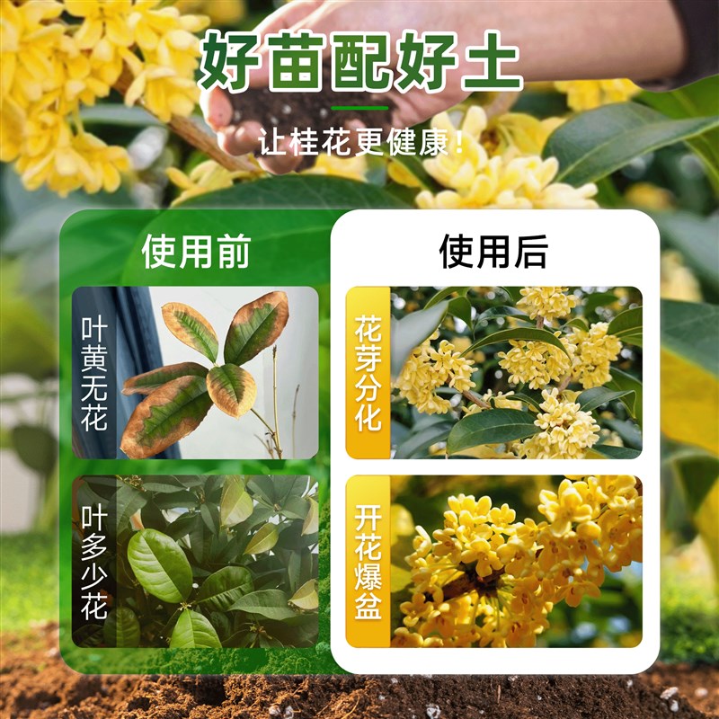 养桂花专用土营养土盆栽土桂花树专用土肥料专用肥土壤泥土种植土