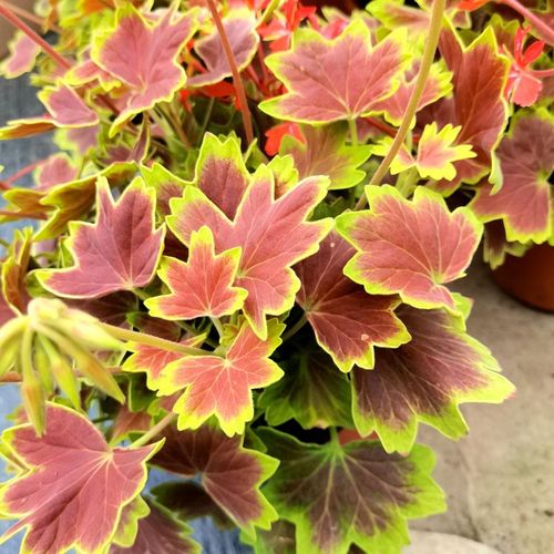 枫叶天竺葵观叶观花耐晒多年生开花绿植盆栽阳台庭院好养章鱼种花