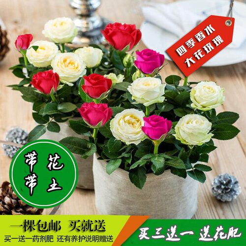玫瑰花苗特大花苗带花苞花卉绿植物室内阳台盆栽蔷薇月季庭院花卉