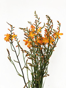 家庭办公室插花速递 新娘鲜花 米花情人泪时令花火m焰兰 火炬兰花