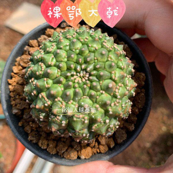 裸鄂大戟侧芽自根 稀有品种精品仙人球一物一拍Euphorbia多肉植物