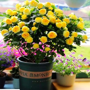 荷兰果汁阳台玫瑰花苗灌木月季露台盆栽花卉浓香四季开花室内绿植