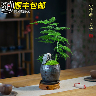 中式苔藓菖蒲文竹盆景山水盆栽办公室书房茶桌面小绿植观叶常绿花