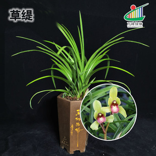 绿缘兰花苗带花苞四季兰春兰 草缇 浓香好养客厅阳台室内盆栽花卉