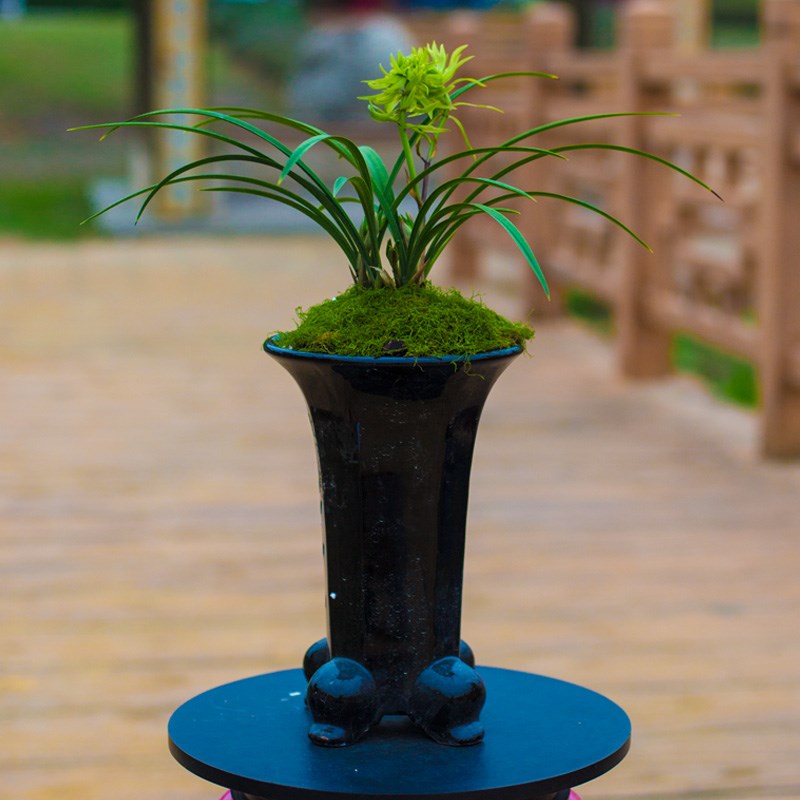 【花开富贵】兰花苗春兰奇花名贵盆栽花卉植物室内浓香兰草国兰