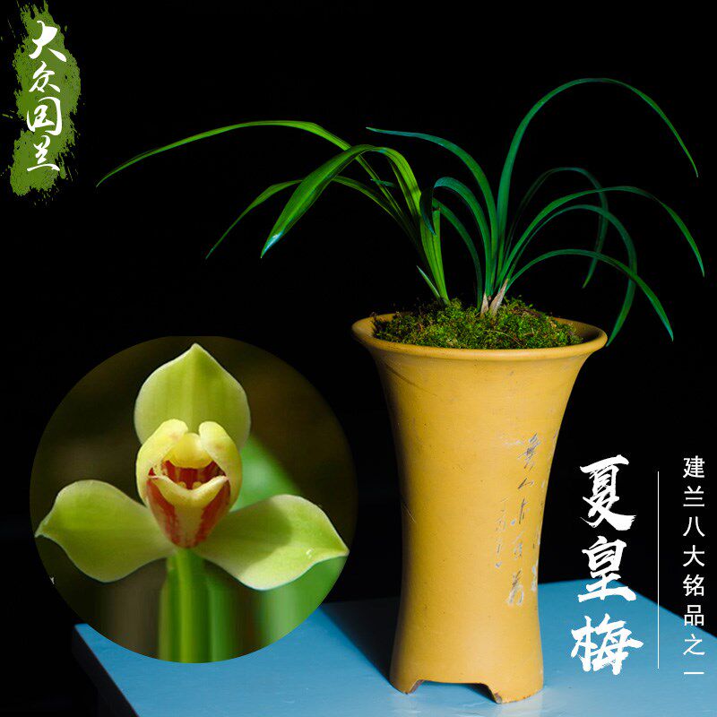 【夏皇梅】兰花建兰名贵兰草浓香兰花苗带花苞盆栽植物大众国兰场