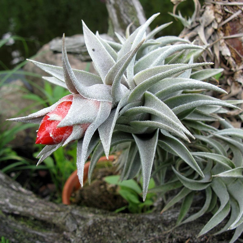 空气凤梨国际泰迪熊普布斯蛇精赤兔香槟河豚大男孩榛子玫瑰龙精灵