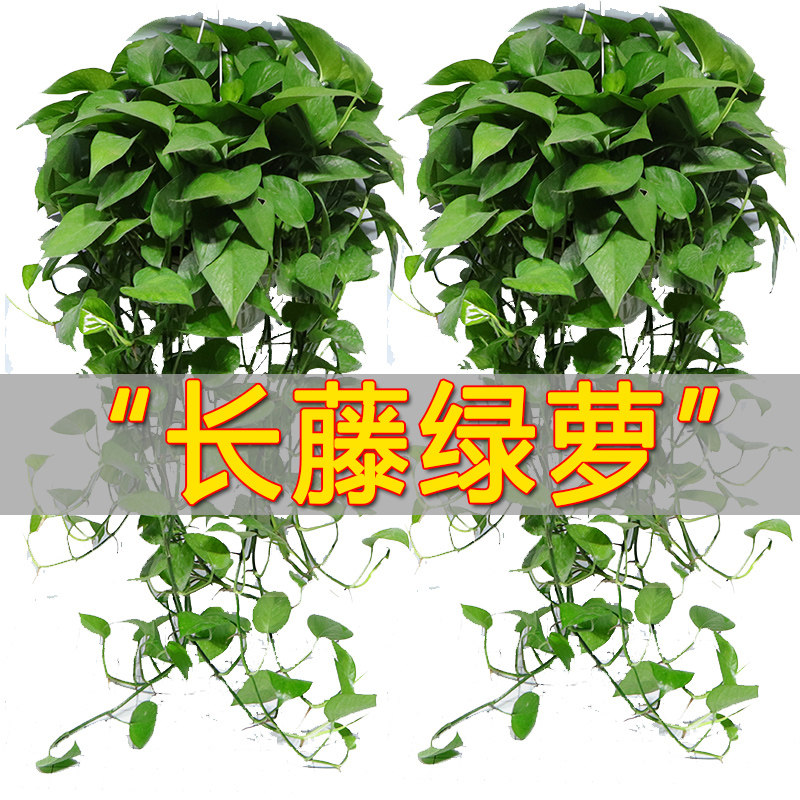 长藤大盆绿萝花卉绿植盆栽植物大叶绿箩办公桌室内客厅四季常绿