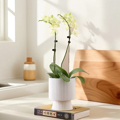 陶瓷花盆简约风格高脚条纹创意形状蝴蝶兰水培容器花器奖杯型高款