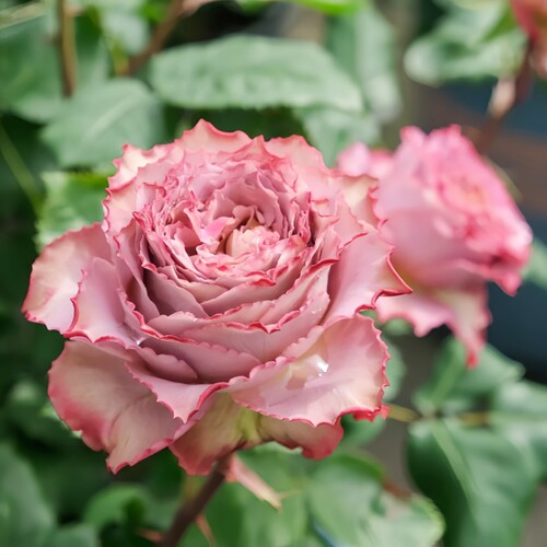 英伦节拍月季花大苗锯齿状花瓣四季多头群开阳台玫瑰盆栽庭院花卉