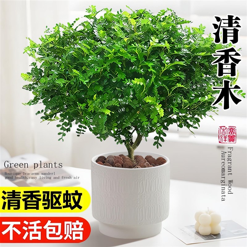 大盆清香胡椒木盆栽花卉室内外驱蚊草植物树苗老桩盆景九里香绿植