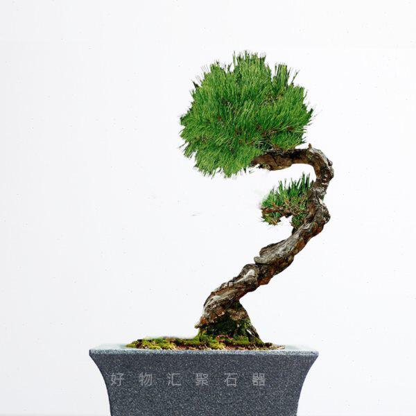 纯手工青石花盆高级感黑松盆景松树造型盆景盆新中式简约敞口石盆