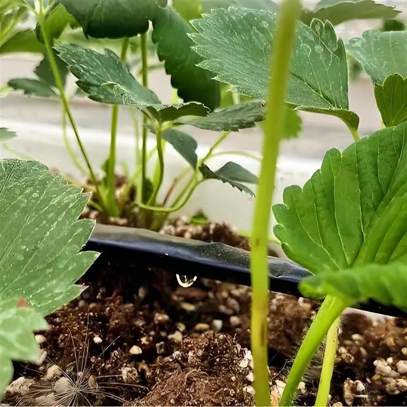 新型滴灌带e16mm贴条式滴管农用滴灌管大棚蔬菜滴灌带防堵全套设