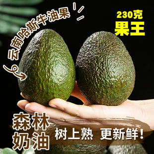牛油果15个新鲜水果当季时令整箱包邮果王一级鳄梨即食宝宝辅食