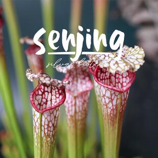 【红唇性状】白瓶子草‘口红’系列/原种白瓶定向选育/食虫植物