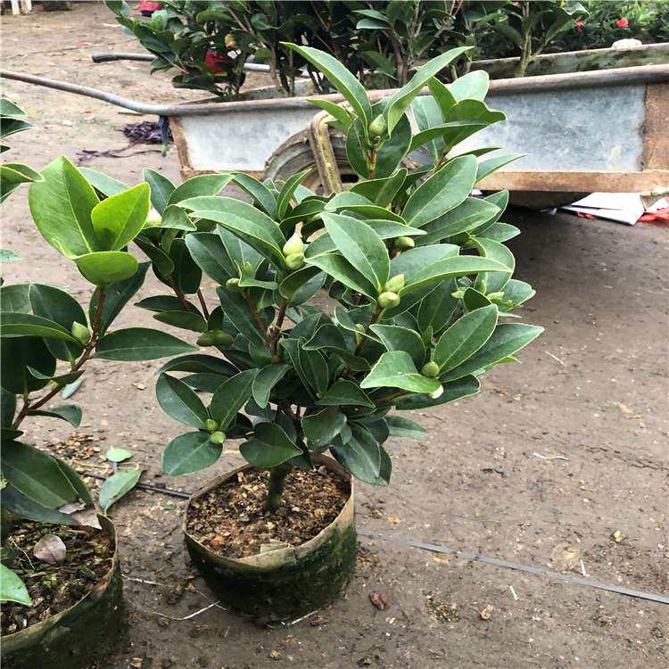 福建花卉漳平市 永福青青花卉园艺场 四季杜鹃茶 四季茶花 红山茶