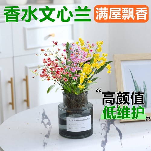 水培植物香水文心兰盆栽带花苞办公室特级水培懒人好养浓香型花卉