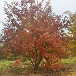 丛生元宝枫元宝槭丛生五角枫 辽宁丛生元宝枫 东北五角枫落叶乔木