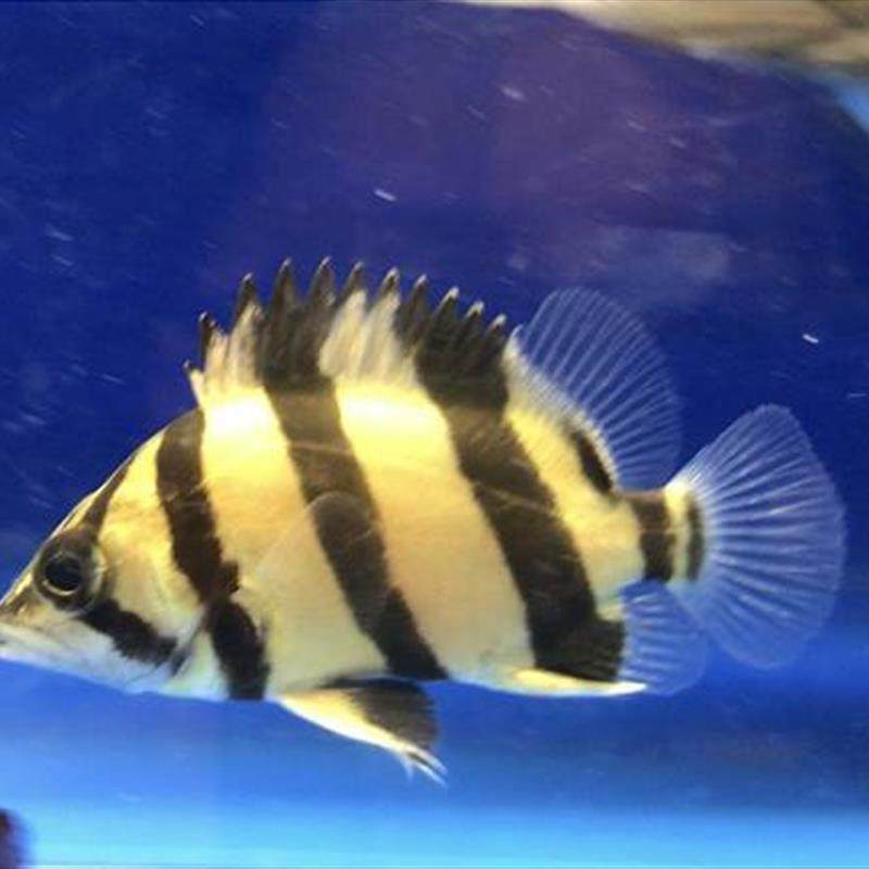 三纹虎鱼定好水印尼虎泰国虎苏虎热带鱼观赏鱼日行虎四纹虎苗